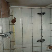 کبوتر|پرنده|اقلید, |دیوار