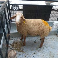 گوسفند زنده نر و بهداشتی|حیوانات مزرعه|کرج, شهرک نهال و بذر|دیوار