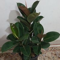 فیکوس سبز.یوکا.شامادورا.سانسوریا.|گل و گیاه طبیعی|تهران, نعمت‌آباد|دیوار
