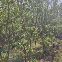 ویلا باغ با درختان  انگور زردالو بادام، پسته و ...|فروش خانه و ویلا|تهران, سلیمانی|دیوار