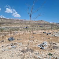 زمین ۵۰۰ متر با چهل اصله درخت ۵ ساله|فروش زمین و کلنگی|تهران, پیروزی|دیوار
