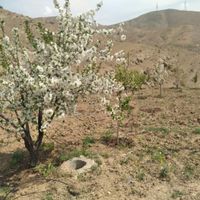 فروش زمین در روستای وردیج|فروش زمین و کلنگی|تهران, چیتگر|دیوار