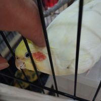 یک جفت عروس هلندی دستی|پرنده|تهران, یاخچی‌آباد|دیوار