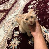 گربه خونگی|گربه|زنجان, |دیوار