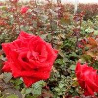 فروش تخصصی گل رز در انواع مختلف|گل و گیاه طبیعی|ماهان, |دیوار
