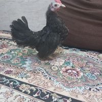مرغ و خروس مینیاتوری جاپنیز|حیوانات مزرعه|کهریزک, |دیوار