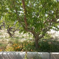 باغ و باغچه ۲۵۰متر معاوضه با خودرو و ملک|فروش زمین و کلنگی|تهران, امیریه|دیوار
