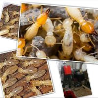 سمپاشی ساس حشرات موریانه ساس حشرات ضمانت۳۰ساله|خدمات نظافت|اهواز, کوروش (کوی ملت)|دیوار