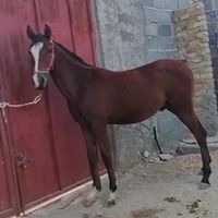 فروش چندراس اسب ازنژادخوبفروش|اسب و تجهیزات اسب سواری|اقلید, |دیوار