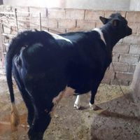 فروش سه رس گاو|حیوانات مزرعه|اسدآباد, |دیوار