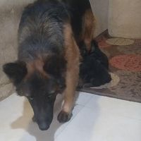 سگ ماده ژرمن شپرد درشت|سگ|تهران, اکباتان|دیوار