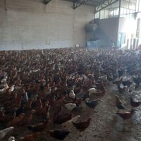 جوجه گلپایگان  مرغ  خروس تاقچه|حیوانات مزرعه|مشهد, بهمن|دیوار