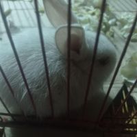 فروش بچه خرگوش|موش و خرگوش|اهواز, کانتکس|دیوار