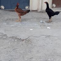 مرغ|حیوانات مزرعه|ایرانشهر, |دیوار
