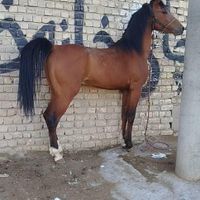 اسب نریان|اسب و تجهیزات اسب‌سواری|تهران, آبشار|دیوار