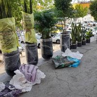 خدمات باغبانی وتعویض خاکگلدون در منزل  وشرکت تهران|خدمات باغبانی و درختکاری|تهران, پاتریس لومومبا|دیوار