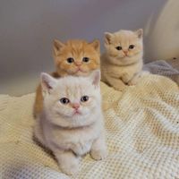گربه اسکاتیش و گربه خانگی|گربه|تهران, الهیه|دیوار