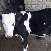 گاو|حیوانات مزرعه|اسدآباد, |دیوار