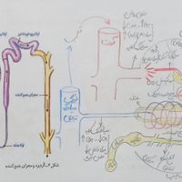 تدریس خصوصی زیست شناسی ، شیمی ، دینی، ریاضی و .|خدمات آموزشی|تهران, استاد معین|دیوار