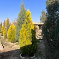 باغ ۱۲۰۰متری|فروش خانه و ویلا|اصفهان, باغ غدیر|دیوار