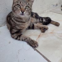 گربه گمشده|حیوانات|فردیس, |دیوار