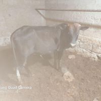 گوساله نر|حیوانات مزرعه|آبادان, |دیوار
