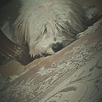 شیتزو یک ساله|سگ|میاندوآب, |دیوار