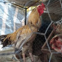 2 تا مرغ لاری خروس و ماده مرغ|حیوانات مزرعه|ایرانشهر, |دیوار