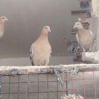 کبوتر لارک آلمانی|پرنده|مشهد, امیرآباد|دیوار