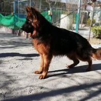 سگ ژرمن شپرد موبلند 66 روزه|سگ|تهران, اکباتان|دیوار