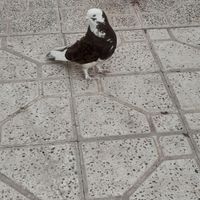 کبوتر نر سرور شازده|پرنده|اصفهان, راران|دیوار