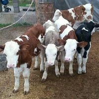 خرید فروش انواع گوساله شیرخواروقطع شیر جهت پروار|حیوانات مزرعه|بندر ترکمن, |دیوار
