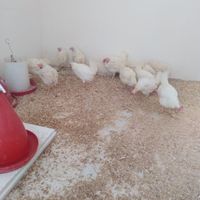 خروس و مرغ مشکی|حیوانات مزرعه|کرج, کوی زنبق|دیوار