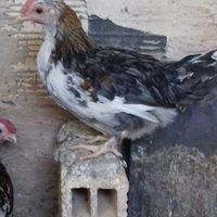 نیمچه خروس گلین|حیوانات مزرعه|اصفهان, محمودآباد|دیوار