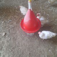 آبخوری و دانه خوری مرغ|لوازم جانبی حیوانات|تهران, کاروان|دیوار