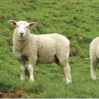 مزره گوسفند|حیوانات مزرعه|تهران, بریانک|دیوار