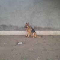 سگ ژرمن گم شده|حیوانات|بردسکن, |دیوار