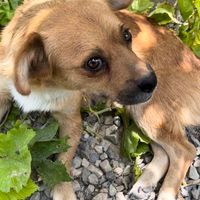 سگ ماده گمشده در صباشهر شهریار|حیوانات|شهریار, |دیوار