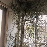 افوربیا تری کالر ۲ متری|گل و گیاه طبیعی|مشهد, اقبال|دیوار