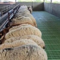 گوسفندمغان‌نروماده چاق گوشتی باترازودرمحل|حیوانات مزرعه|تهران, اکباتان|دیوار