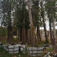 تنه دار بندار قطور بن بالا نهال درخت و   گل وگیاه|خدمات باغبانی و درختکاری|تهران, آرژانتین|دیوار