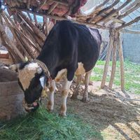 گاوهشت ماه آبستن|حیوانات مزرعه|ایوان, |دیوار
