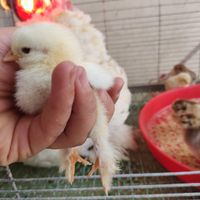 مرغ براهما اصیل به همراه جوجه هاش|حیوانات مزرعه|قم, گلزار|دیوار