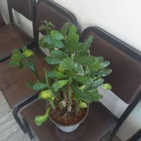 کاکتوس زیبا وشاداب|گل و گیاه طبیعی|خوی, |دیوار
