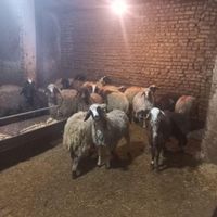 بره و گوسفند پلاک شده ***|حیوانات مزرعه|تهران, پونک|دیوار