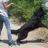 سگ توله گرید یک بلک ژرمن|سگ|تهران, ارم|دیوار