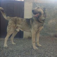 سگ عراقی نره|سگ|نظرآباد, |دیوار