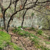 باغچه وردیج ۳۰۰ متری|فروش زمین و کلنگی|تهران, وردآورد|دیوار