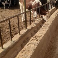 گوساله گوشتی|حیوانات مزرعه|اهواز, شهرک دانشگاه|دیوار