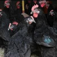 خروس و مرغ سیاه سفید محلی مشکی برای خون و قربانی|حیوانات مزرعه|مشهد, صیاد شیرازی|دیوار